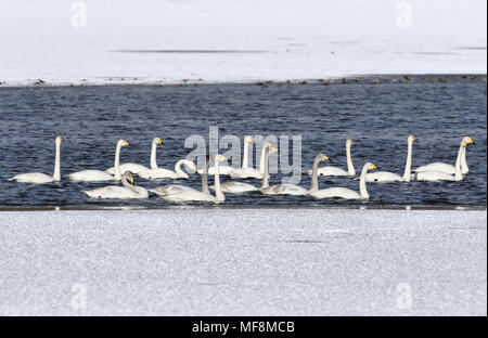 Cygne chanteur - Cygnus cygnus Banque D'Images