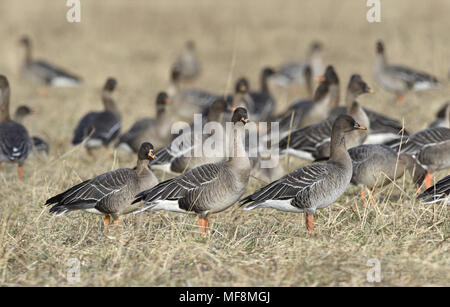 L'Anser fabalis Bean Goose - Banque D'Images