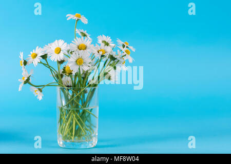 Marguerite blanche fleurs dans vase en verre isolé sur fond bleu dans un studio avec un espace réservé au texte Banque D'Images