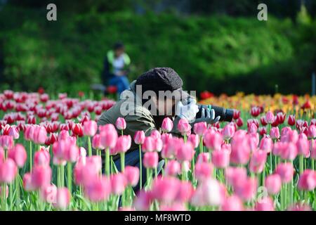 Beijing, Chine. Apr 24, 2018. Une femme prend des photos des tulipes en fleurs à Beijing Jiaotong University à Beijing, capitale de Chine, le 24 avril 2018. Crédit : Yang Suping/Xinhua/Alamy Live News Banque D'Images