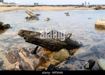 Old Ship Wreck avec les vestiges d'une forêt de 7 000 et de tourbières à découvert par la tempête Emma en mars 2018 Derrière, Redcar Beach, Cleveland, UK, Banque D'Images