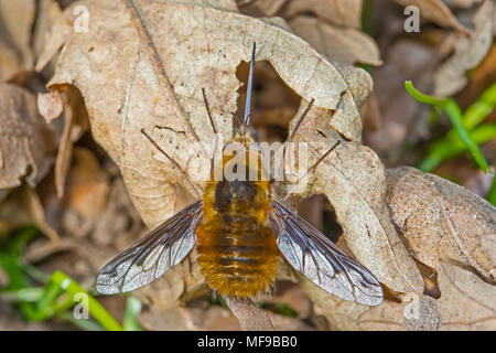 Abeille foncée-fly (Bombylius major) Banque D'Images