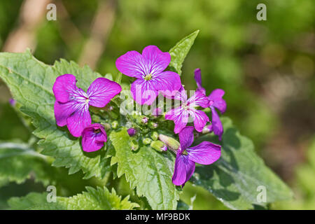 L'honnêteté (Lunaria annua) Banque D'Images