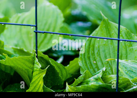 Gouttes d'eau sur les hostas jardin clôture Banque D'Images