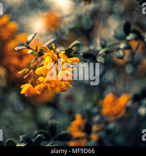Orange fleurs tourné avec très peu de profondeur de champ Banque D'Images