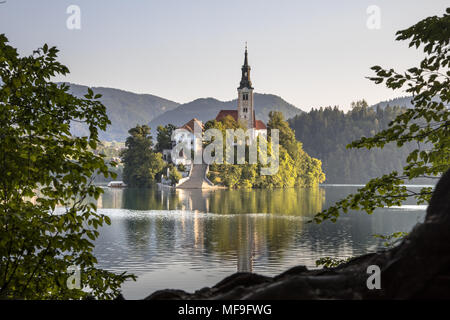 Île célèbre avec église dans le lac de Bled dans la lumière du matin brumeux vu à travers le feuillage du parc en Slovénie Europe Banque D'Images