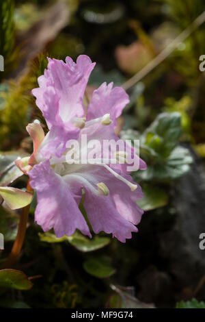 Formulaire rose de la tourbe, alpine jardin Shortia uniflora Banque D'Images