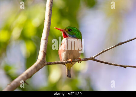 Cuban tody 02 Banque D'Images