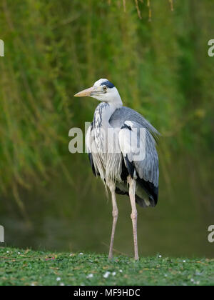 Héron cendré. Ardea cinerea, seul oiseau par l'eau, Londres, avril 2018 Banque D'Images