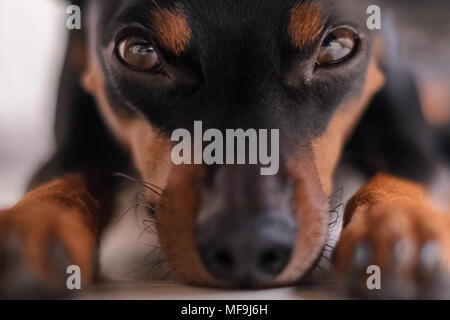 Pinscher nain dans la nature. Le chien est assis sur l'herbe et regarde ailleurs Banque D'Images