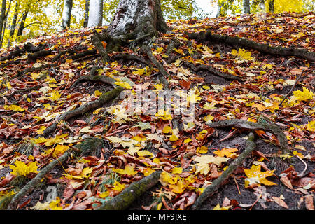 Les racines d'un arbre dans une forêt en automne. Les racines des arbres à feuillage épais entre Banque D'Images