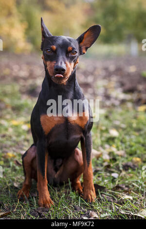 Un pincher nain est assis sur l'herbe à la recherche dans les yeux et montre la langue. Un morceau de bois de la langue hors de la bouche d'un chien Banque D'Images