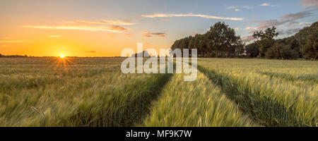 La voie du tracteur par champ de blé au coucher du soleil sur la campagne néerlandaise Banque D'Images