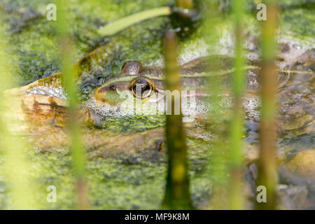 Grenouille des marais (Rana ridibunda) Avril 2018. Un peu coassant et beaucoup d'écume sur l'eau autour d'eux. La plupart du temps de se cacher dans les algues et la végétation. Banque D'Images