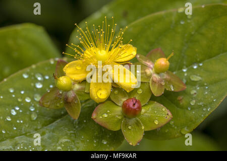 L'Hypericum jaune fleur avec capsule et gouttes de rosée Banque D'Images