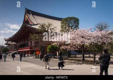 Senjosi Temple Tokyo au printemps avec cherry blossom Banque D'Images