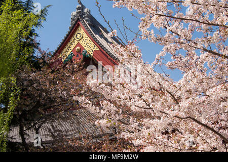 Senjosi Temple Tokyo au printemps avec cherry blossom Banque D'Images