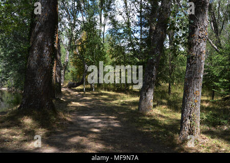 Une forêt avec un chemin et arbres de la forêt finlandaise en Rascafría province de Madrid. L'Espagne. Banque D'Images