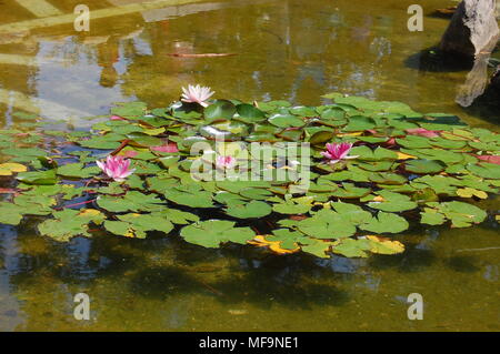 L'eau d'un étang avec des plantes nenufar dans un parc de Madrid. Espagne Banque D'Images