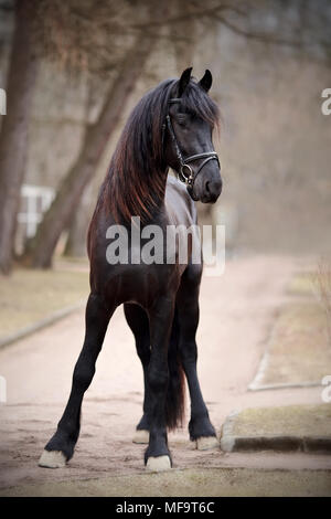 L'étalon noir. Sports cheval noir. Cheval pur-sang. Beau cheval. Banque D'Images