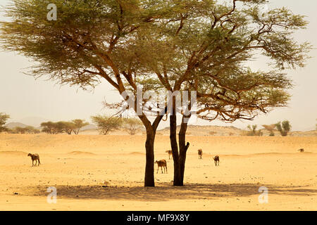 Moutons en désert, au centre du Soudan, Afrique Banque D'Images