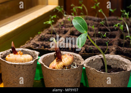 Semis d'une plante dicotylédone et germer des bulbes d'un glaïeul dans un pots de tourbe sur un rebord de fenêtre libre dans le contexte de l'autre seedlin floue Banque D'Images