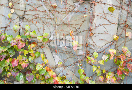 Mur en pierre ancienne avec des raisins de tissage en surface. Vieux Mur de pavés comme arrière-plan. Banque D'Images