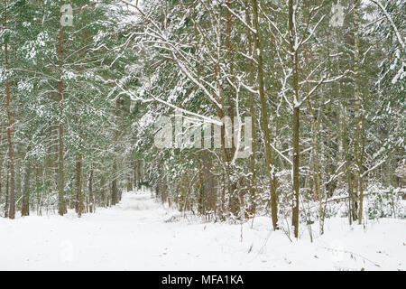 Beau bois d'hiver. Pathway entre les arbres couverts de neige dans la forêt. Banque D'Images