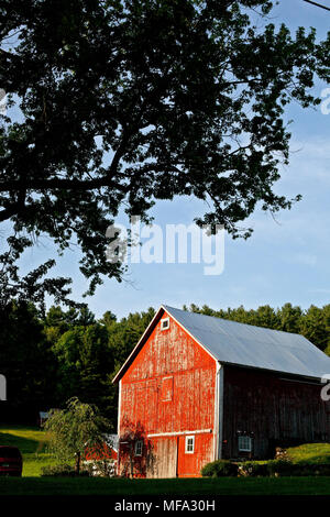 Vermont rouge classique né dans la belle prairie un jour d'été Banque D'Images