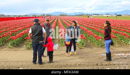 La vallée de la Skagit tulip festival à Mount Vernon, Washington, avec des gens debout devant des rangées de tulipes alors que beaucoup de gens sont dans la distance pi Banque D'Images