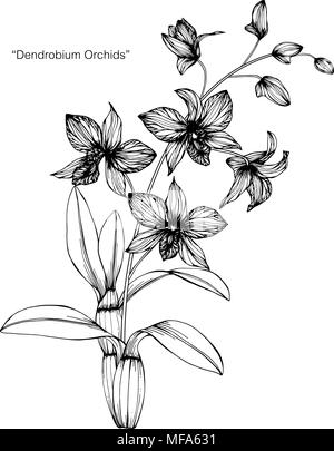 Orchidée fleur dessin illustration. Noir et blanc avec dessin au trait sur fonds blancs. Illustration de Vecteur