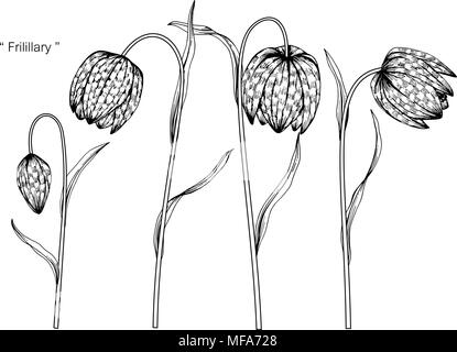 Tête du serpent dessin fleur fritillary illustration. Noir et blanc avec dessin au trait sur fonds blancs. Illustration de Vecteur