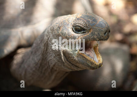 Closeup portrait de tortue géante d'Aldabra. L'île de Praslin, Seychelles Banque D'Images