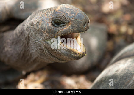 Closeup portrait de tortue géante d'Aldabra. L'île de Praslin, Seychelles Banque D'Images