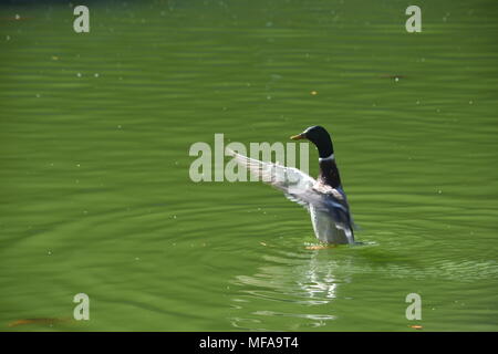 Un canard heureux marcher sur l'eau et en agitant au passant Banque D'Images
