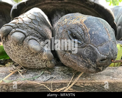 Closeup portrait de tortue géante d'Aldabra. L'île de Praslin, Seychelles Banque D'Images