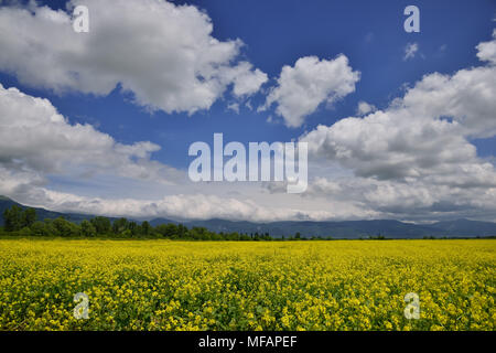 Les fleurs de colza jaune sur terrain avec ciel bleu et nuages.campagne de printemps.Fresh paysage de champs colorés et de belles collines valley.artistique. Banque D'Images