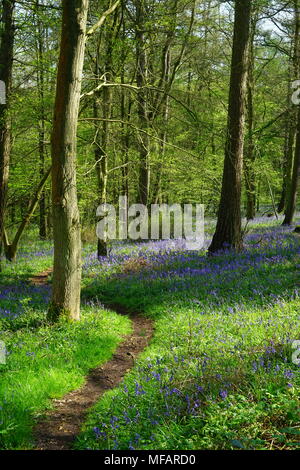 Un sentier sinueux à travers les jacinthes près de Brocket Park Banque D'Images