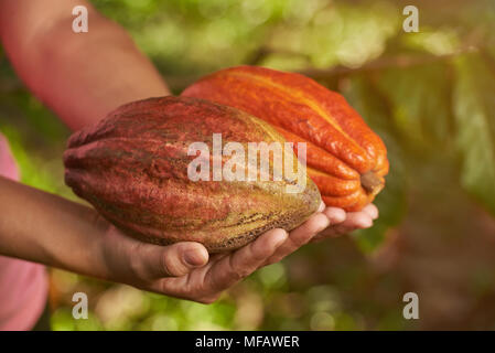 Les gousses de cacao frais colorés dans les mains d'agriculteurs close up Banque D'Images