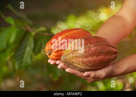 Matières premières fraîches fruits de couleur orange sur les mains d'agriculteurs close-up view Banque D'Images