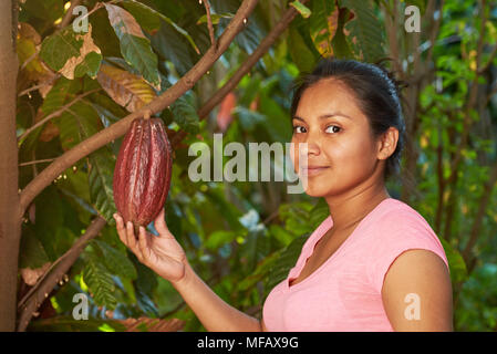 Les gousses de cacao mûres thème. Jeune fille sur la récolte de cacao Banque D'Images