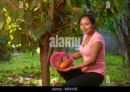 Jeune femme sur la récolte de cacao dans la région de farm en Amérique latine Banque D'Images