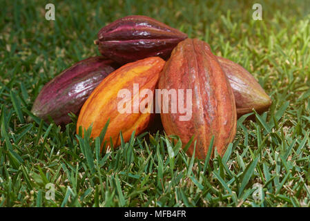 Concept de la récolte de cacao. Fruits mûrs de gousses de cacao Banque D'Images