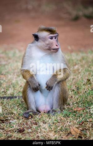 Toque macaque Sri Lanka Banque D'Images