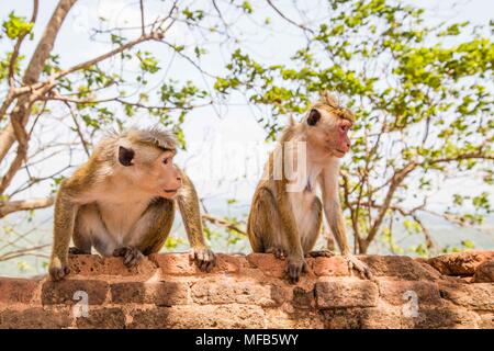 Visages Rouge Macaque (Macaca fuscata) sur le dessus de la mont SIgiriya Banque D'Images