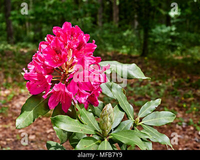 Nova Zembla rouge foncé plante Rhododendron dans un jardin en fleurs, Montgomery, en Alabama, USA. Banque D'Images