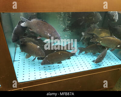 Poissons vivants frais nage dans l'aquarium shop. Carp River. Banque D'Images