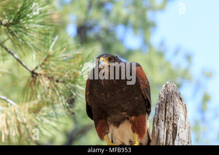 Amérique du Nord, Etats-Unis, New York, l'Est de l'Oregon, Bend. Harris Parabuteo unicinctus (Hawk). En captivité. Banque D'Images