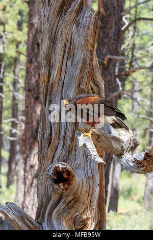 Amérique du Nord, Etats-Unis, New York, l'Est de l'Oregon, Bend. Harris Parabuteo unicinctus (Hawk). En captivité. Banque D'Images