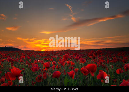 Photo de le coucher du soleil derrière un beau champ de coquelicots rouges. Banque D'Images